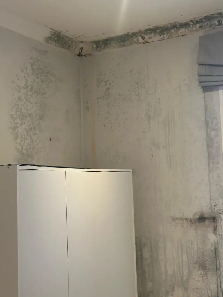 Mould growth on walls